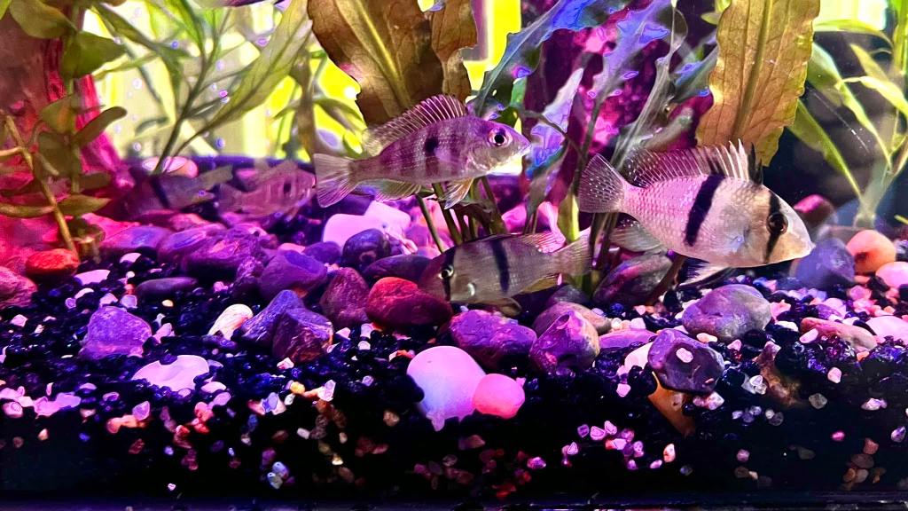 A close-up photograph of several Red Head Tapajos and Guianacara cichlids swimming near the bottom of an aquarium. The fish have light-colored bodies with dark vertical stripes, and some have a pinkish-red head. The substrate is a mix of colorful gravel and rocks.