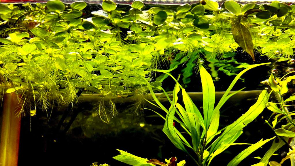 A close-up photograph of an aquarium, with a dense layer of floating water lettuce plants on the surface. Below, a large Amazon sword plant is prominently featured, with its long, broad green leaves creating a lush underwater landscape.