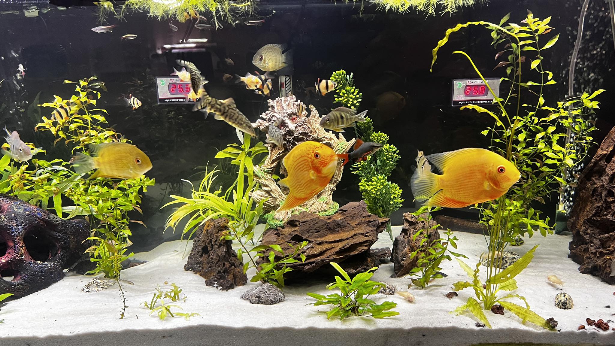 Severum Care: A Guide to the Gentle Giant Cichlid