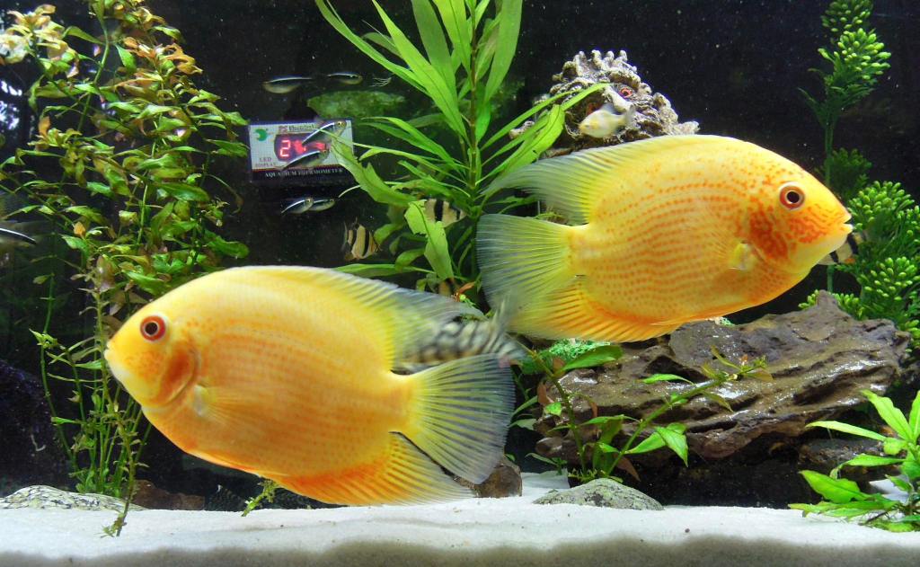 A close-up photograph of a male and female Red Spotted Severum Cichlid swimming together in a planted aquarium. The male, Peach, is in the foreground with a pronounced head hump and vibrant orange color with red spots. The female, Puppy, is slightly behind and to the left. Both fish are surrounded by green aquatic plants.