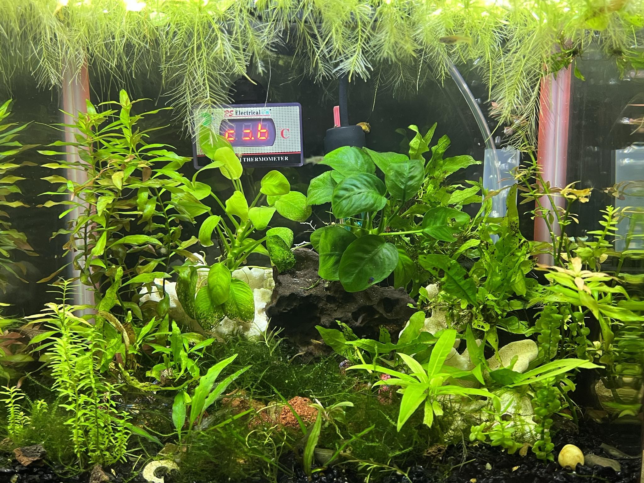 Low-Tech Plants: A Guide to a Thriving Planted Tank