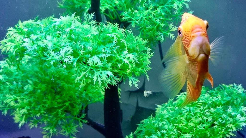 A close-up and fun photograph of Peach, a handsome male Red Spotted Severum Cichlid with vibrant orange scales and distinctive red spots, boldly swimming next to bright green artificial aquarium plants. He looks directly at the camera with a curious expression, his characteristic head hump proudly displayed.