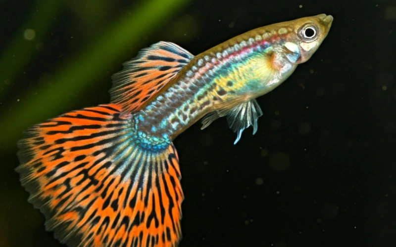 A close-up photograph of a vibrant male guppy fish with a multicolored body of orange, blue, and black. Its large, fan-shaped tail is a striking orange with a black lace pattern. The fish is swimming against a dark background with blurred green plants.