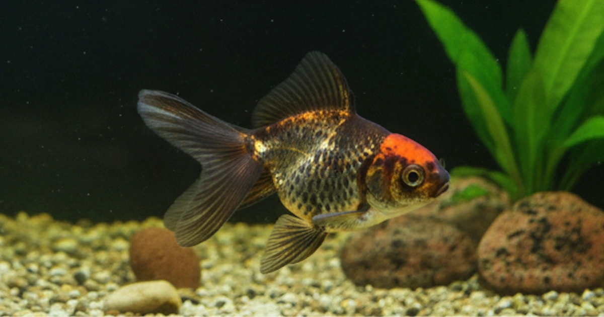 Oranda Goldfish Care Guide: Tank Size, Diet, Wen Care & Lifespan