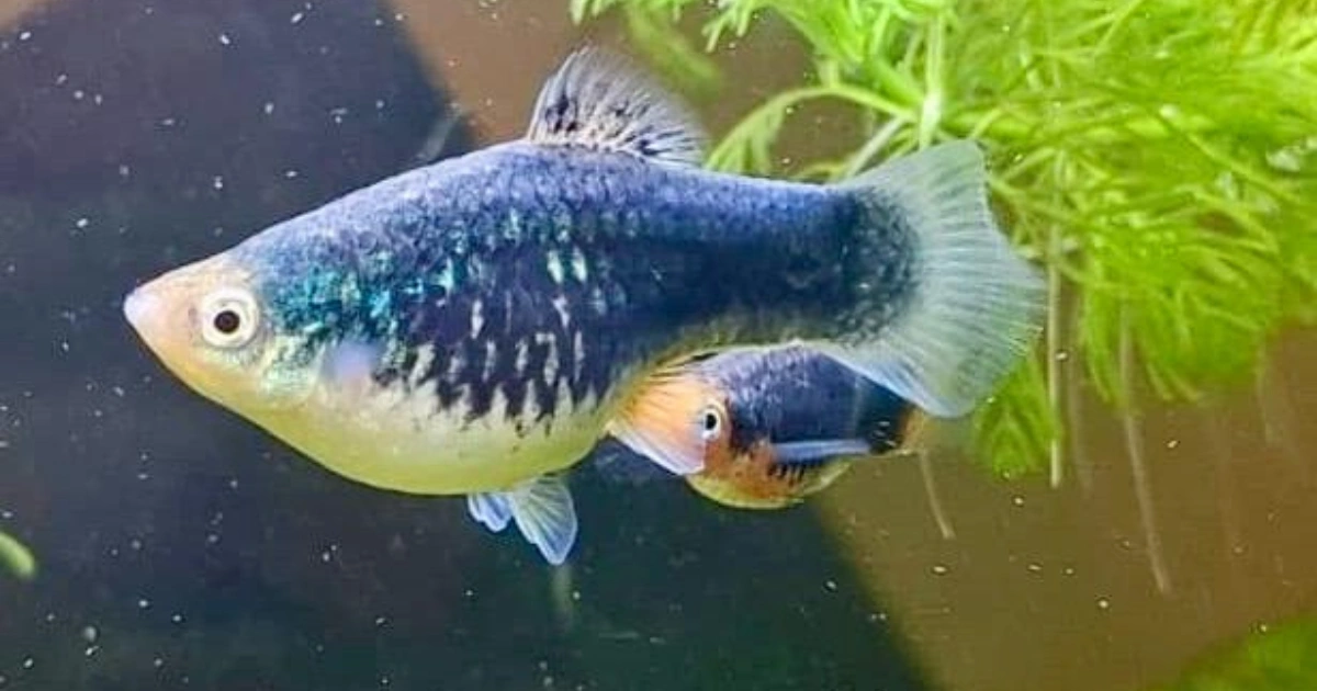 دليل رعاية سمكة البلاتي: كيفية التكاثر، اختيار الغذاء، ورفاق الحوض