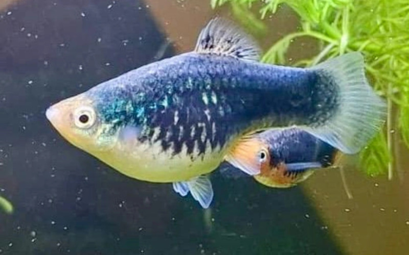 platy fish