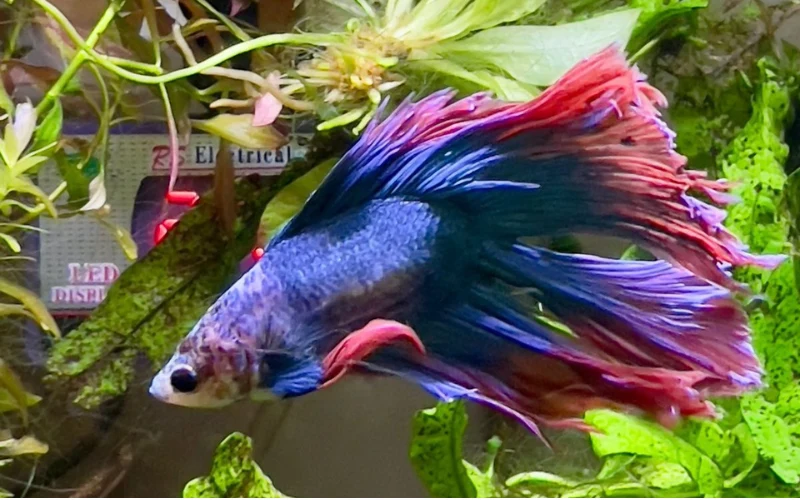 SKY my betta fish