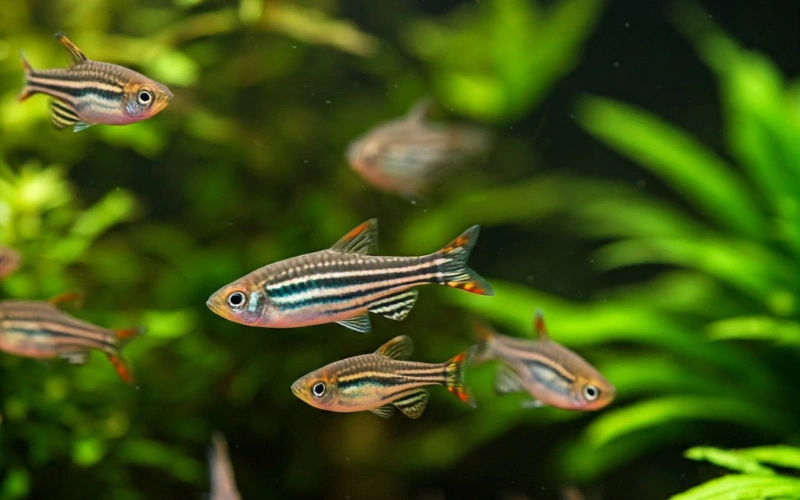 A photograph of several small Zebra Danio fish swimming in a freshwater aquarium. The fish have distinctive horizontal black and silver stripes along their slender bodies. They are swimming amongst green aquatic plants, and the substrate is small, brown gravel.