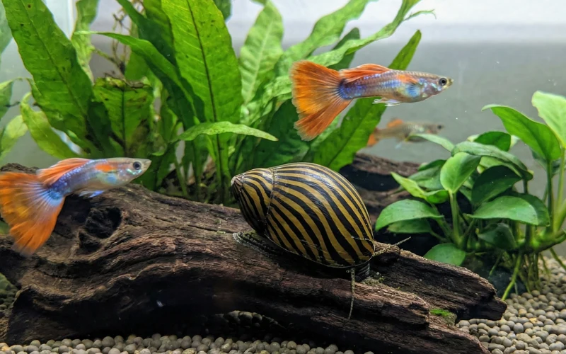 القواقع zebra nerite aquatic snails