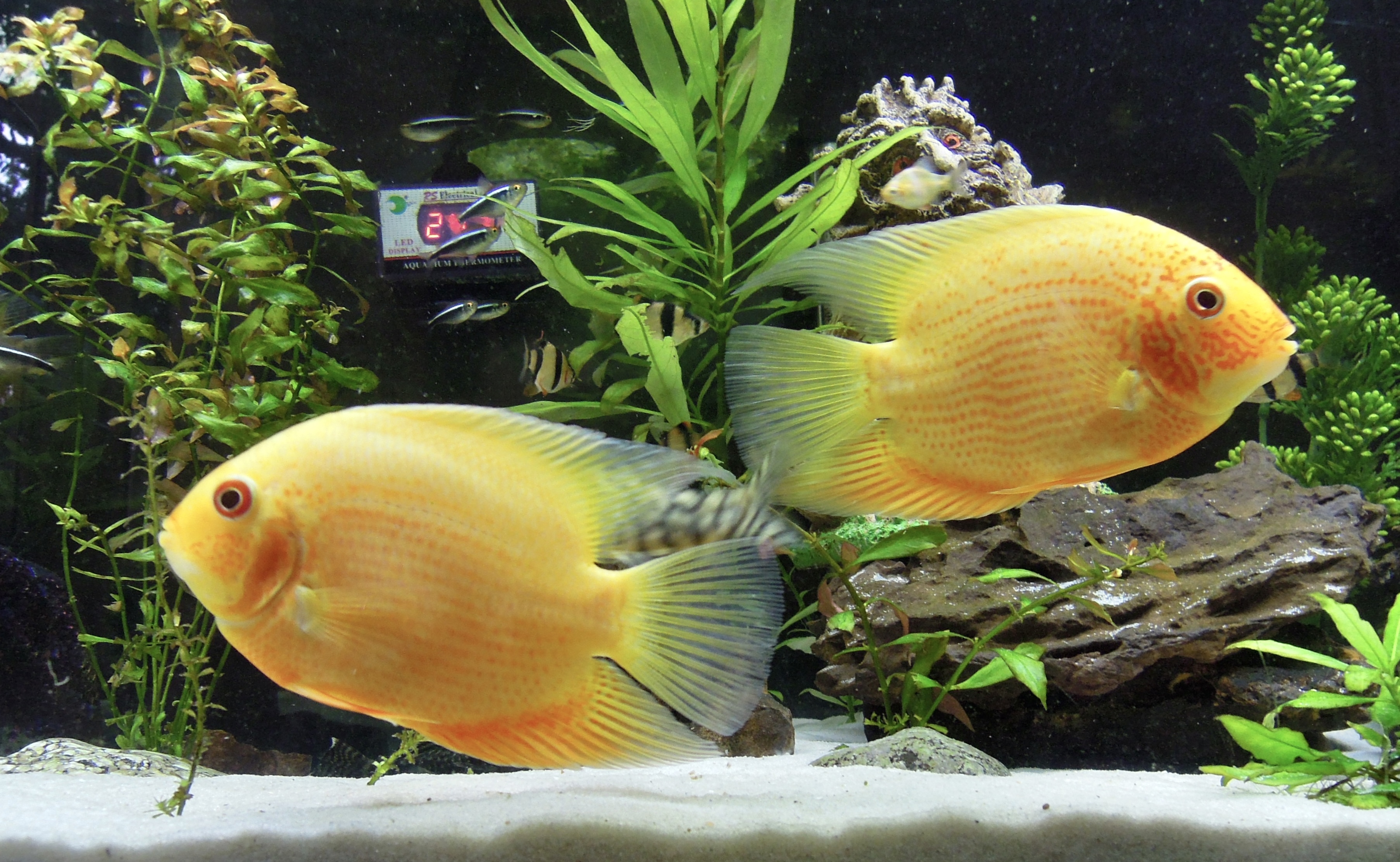 Severum Care. A photograph of two golden Red Spotted Severum fish named Peach (left) and Puppy (right) swimming in a freshwater aquarium. They have bright yellow-orange bodies with subtle red spots and markings, and their fins are translucent with a yellowish tint. The tank includes green aquatic plants, dark rocks, and a light-colored sandy substrate.