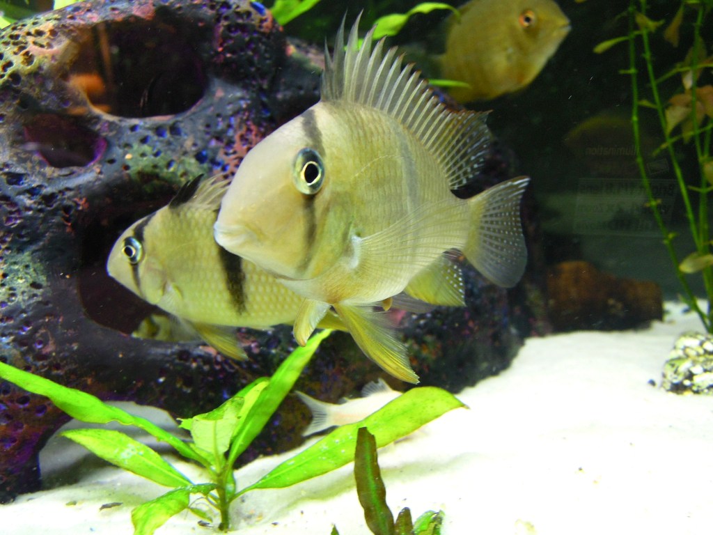 A photograph of two Guiana Cara cichlids (Laetacara dorsigera) swimming in a freshwater aquarium. The fish have light tan bodies with subtle darker vertical bars and iridescent blue-green markings on their gills. They are surrounded by green plants and rocky decorations on a light-colored substrate.