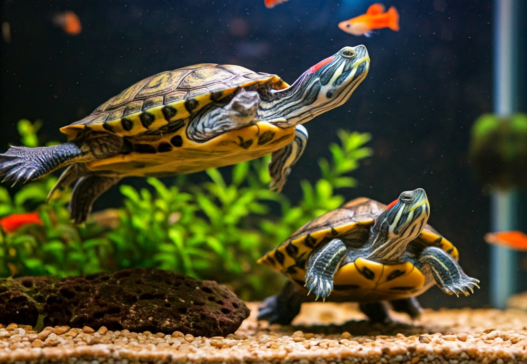 Benefits of a Red Eared Slider: Personality, Diet & Setup Guide