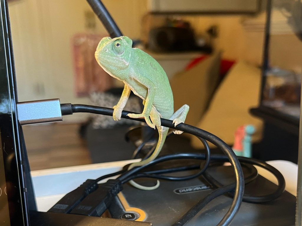 Chameleon. A photograph of a small, light green chameleon named Cosmo perched on a black hard drive cable on a desk. Cosmo is looking towards the left, seemingly observing something off-camera. A black laptop and a toy car are also visible on the desk in a slightly blurred background.