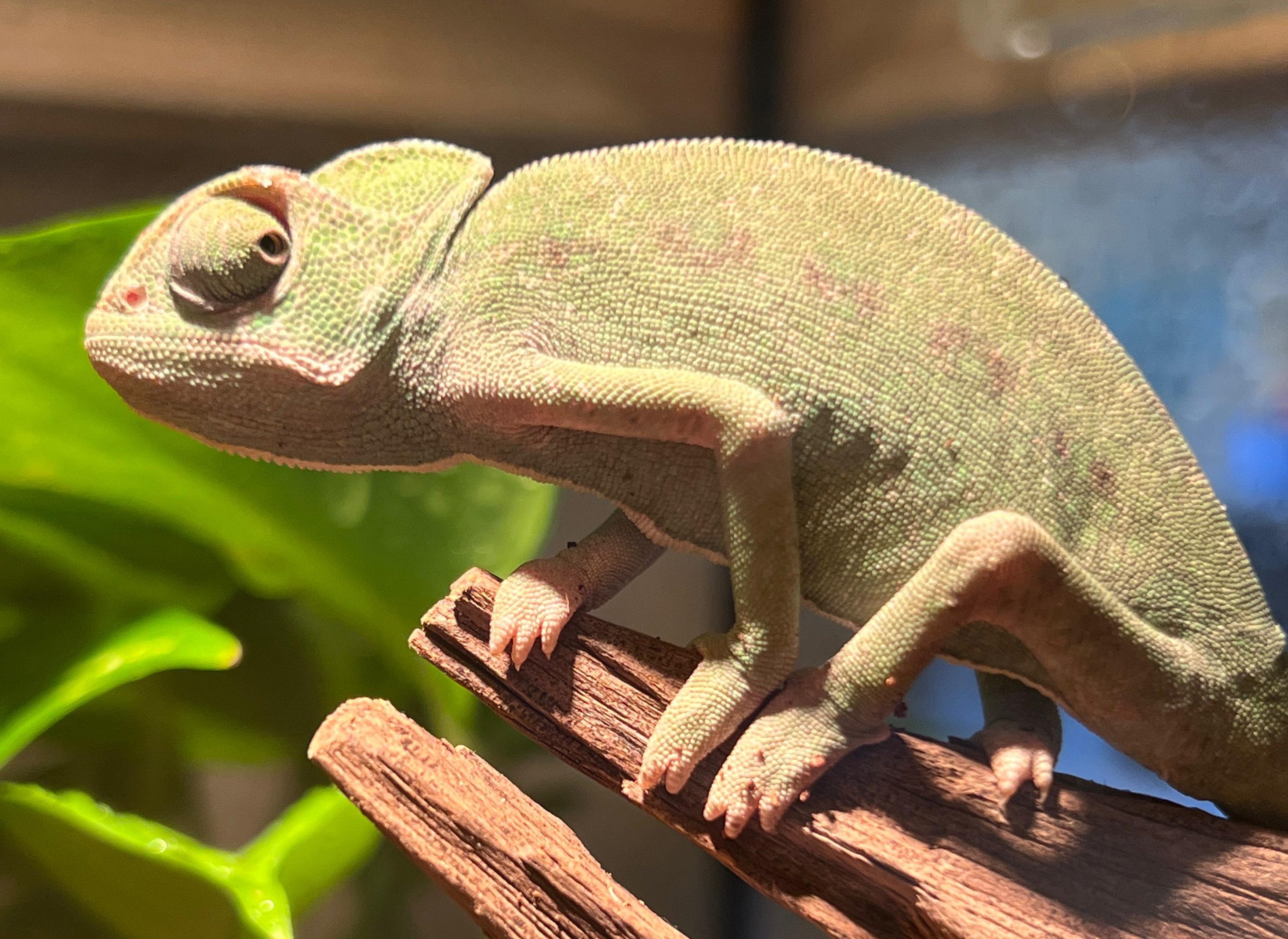 Reptile Enrichment Guide: Prevent Boredom in the Enclosure