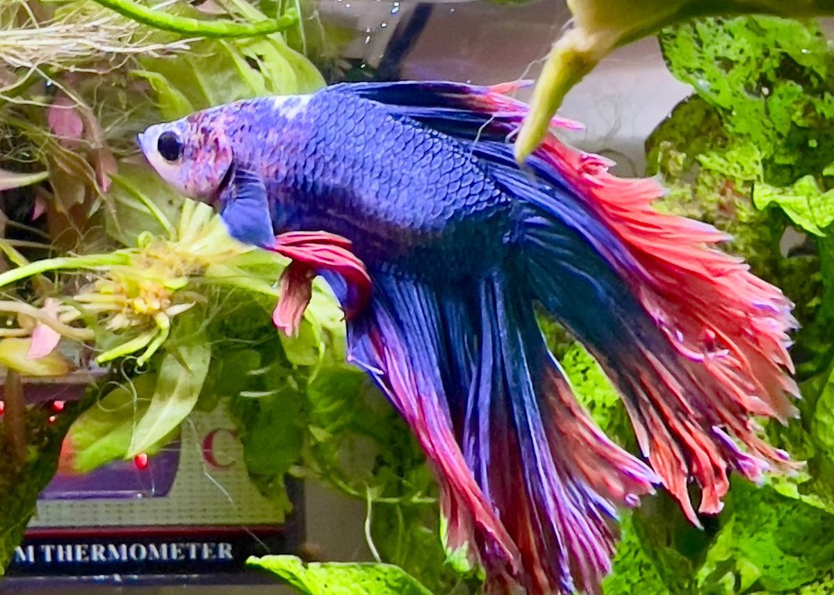 Betta Fish Care Guide: Tank Setup, Diet, and Tank Mates