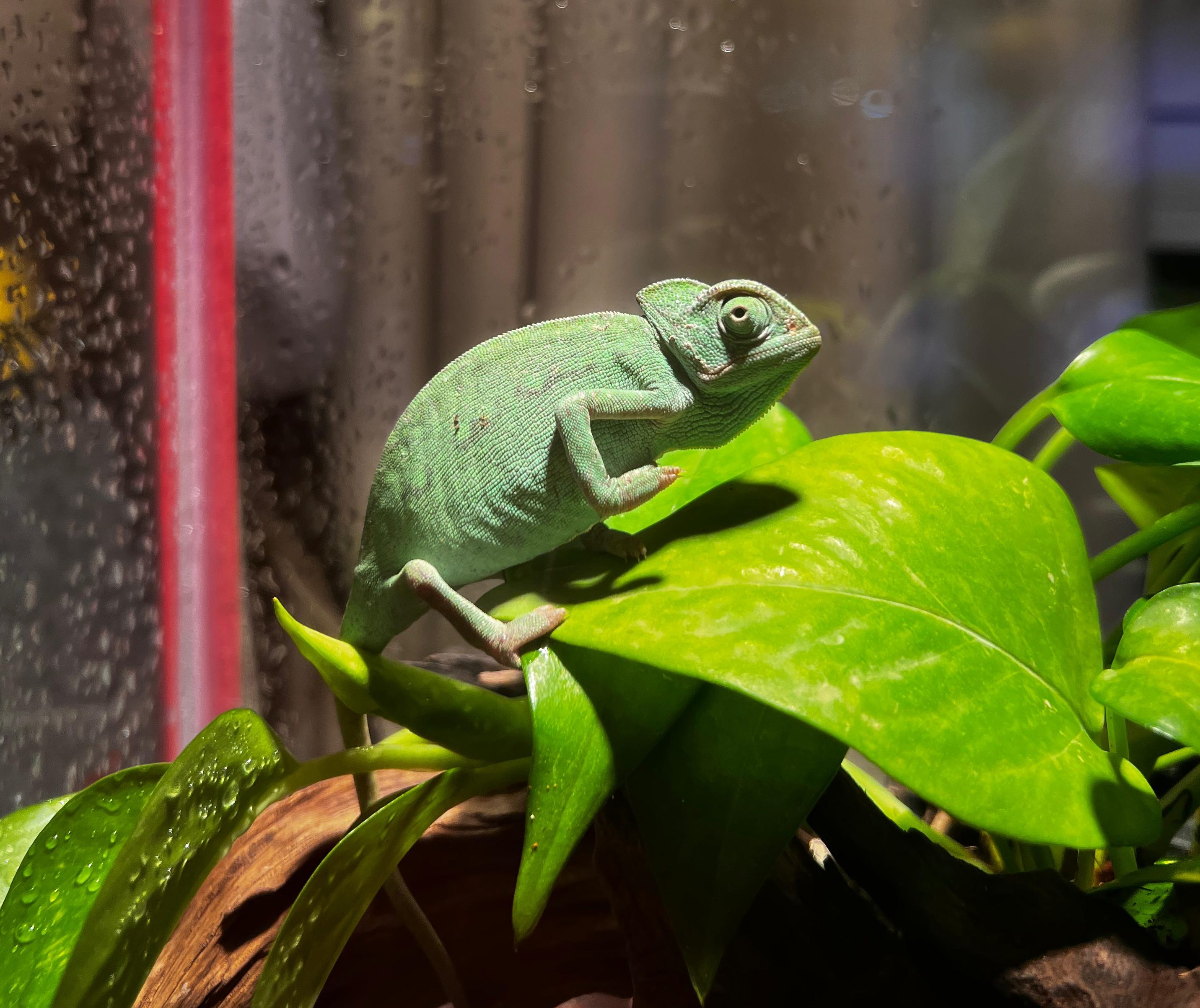 نمو الزواحف وحجم المسكن: خرافات وحقائق عن التطور الصحي لزاحفك الأليف