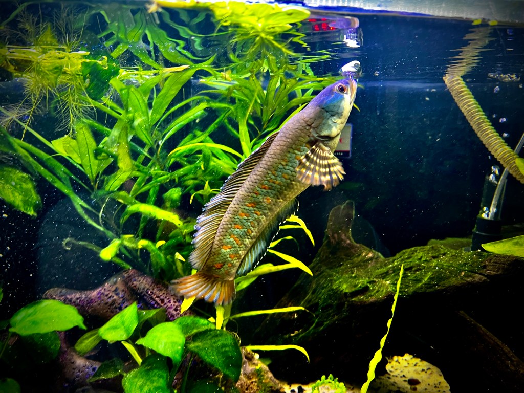 الأسماك A photograph of a female Channa pulchra fish named Tank swimming upwards towards the surface of a freshwater aquarium to take a gulp of air. Tank has a greyish-brown body with iridescent blue and orange markings and striped fins. Lush green aquatic plants and driftwood decorate the tank.