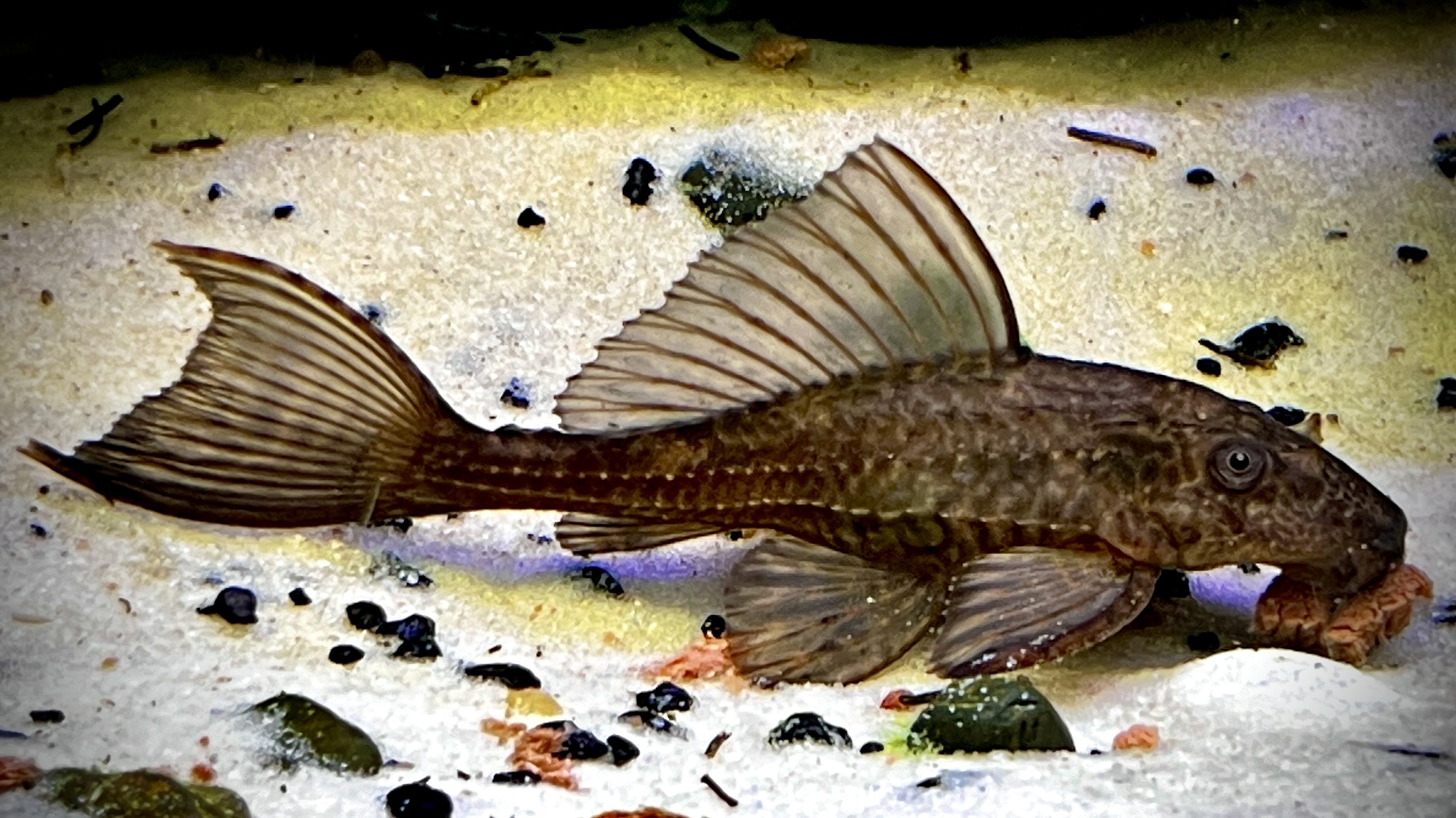 أفضل سكان قاع حوض السمك للمبتدئين: من الكوريدوراس إلى البليكو