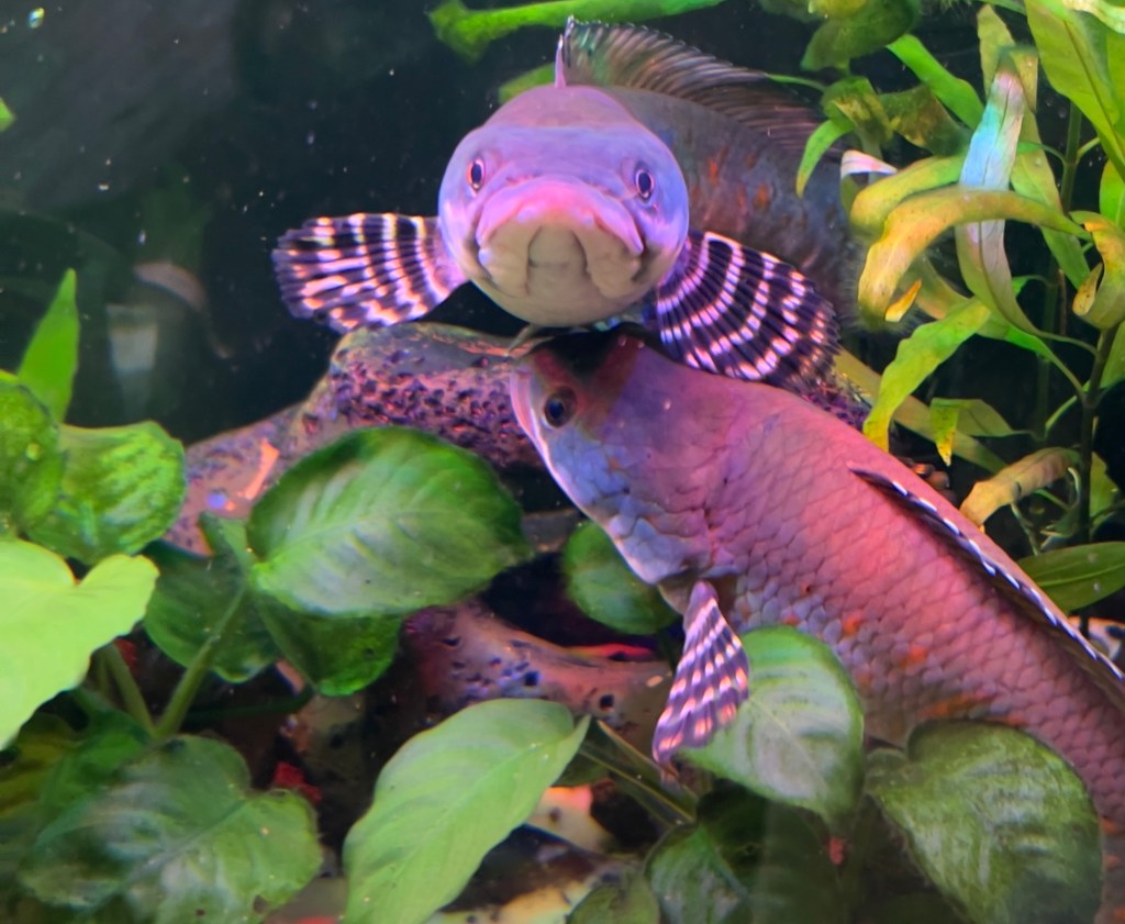 A close-up photograph showing a male and female Channa Pulchra fish together in a planted aquarium. The male, named Streak, is at the top, facing forward, with a blue and orange spotted body and a striped tail fin. The female, Tank, is below him, with a purplish body and facing away. Both are surrounded by green aquatic plants.