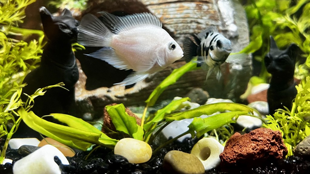 A photograph of two small, juvenile parrot cichlids swimming in a freshwater aquarium. The left fish is a pale, almost white "platinum" parrot cichlid, and the right fish is a smaller, silver and black striped "polar blue" parrot cichlid. The tank is decorated with green plants, rocks, and two black cat-shaped ornaments. The substrate is a mix of dark gravel and light-colored stones.