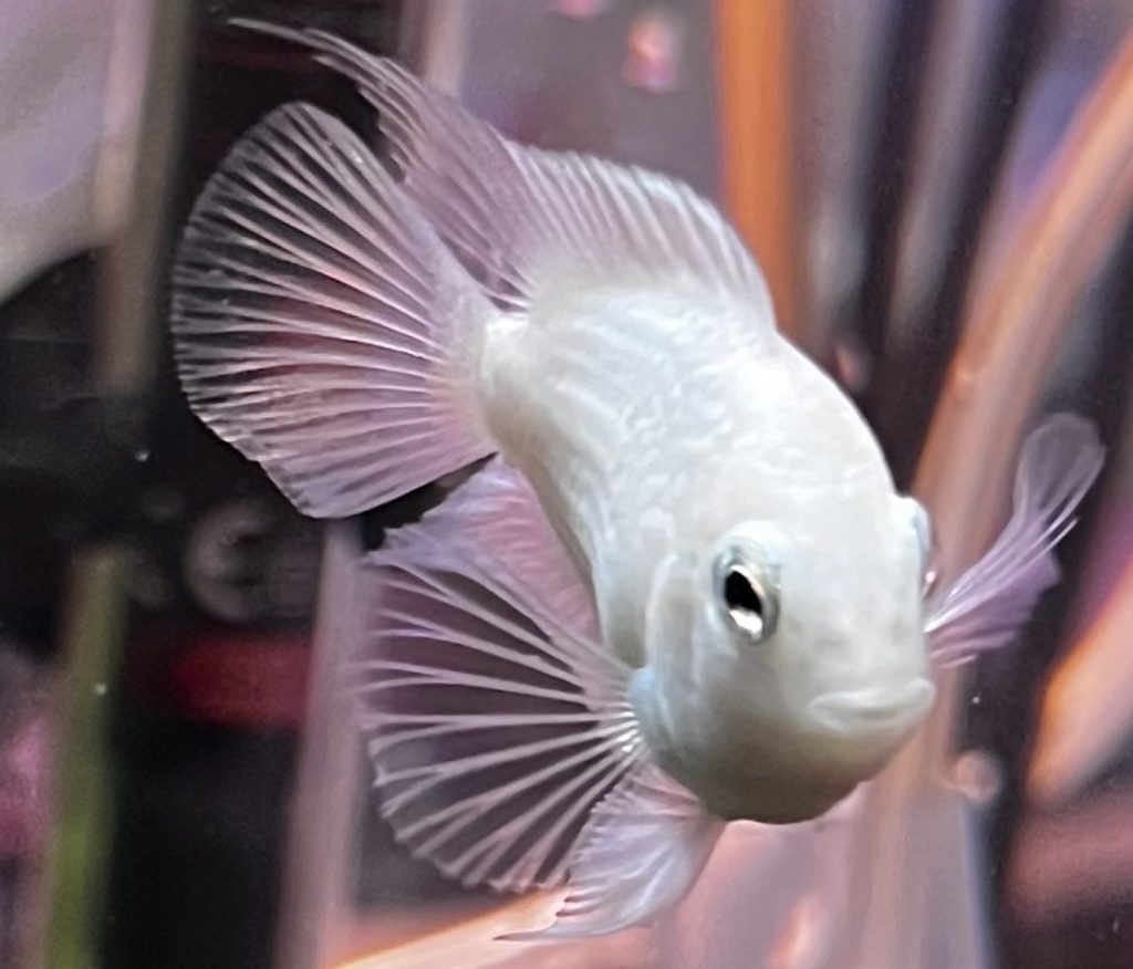 A close-up photograph of a platinum parrot cichlid swimming in a freshwater aquarium. The fish has a smooth, pale white body with translucent fins that have a delicate, fan-like appearance. Its eyes are dark, and its beak-like mouth is clearly visible. The background is blurred and shows hints of aquarium equipment.