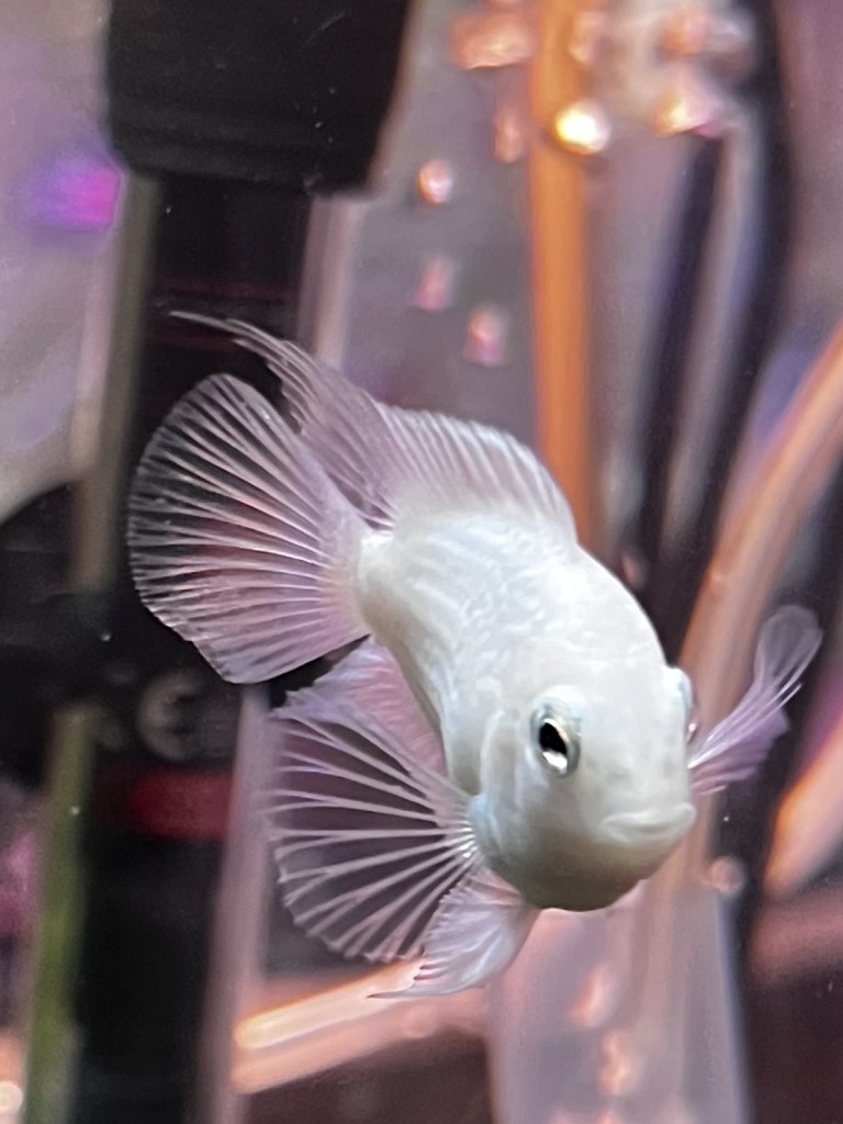 A close-up photograph of a platinum parrot cichlid swimming in a freshwater aquarium. The fish has a smooth, pale white body with translucent fins that have a delicate, fan-like appearance. Its eyes are dark, and its beak-like mouth is clearly visible. The background is blurred and shows hints of aquarium equipment.