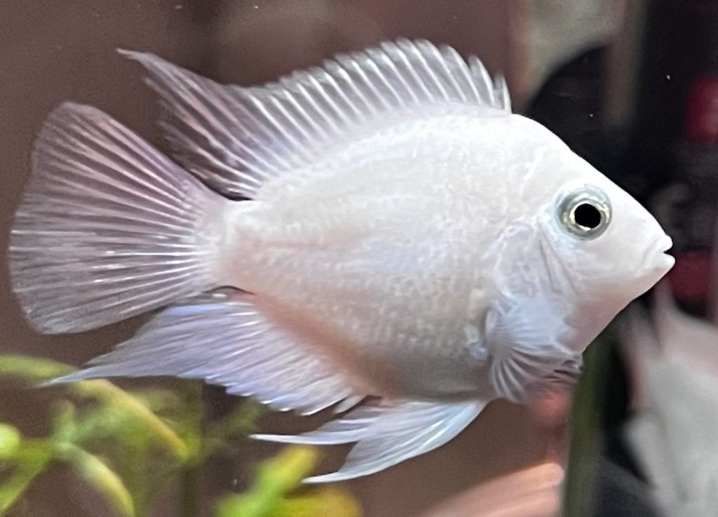 A photograph of a platinum parrot cichlid swimming in a freshwater aquarium. The fish has a smooth, pale white body with translucent fins. Its dark eye and beak-like mouth are visible, and its fins are fanned out in a graceful, delicate way. The background is blurred, with a hint of dark shapes behind the fish.