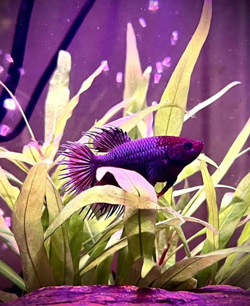 A photograph of a female crown tail Betta fish with a deep purple body and distinctive spiky fins, swimming amongst light green aquatic plants in an aquarium with purple lighting.