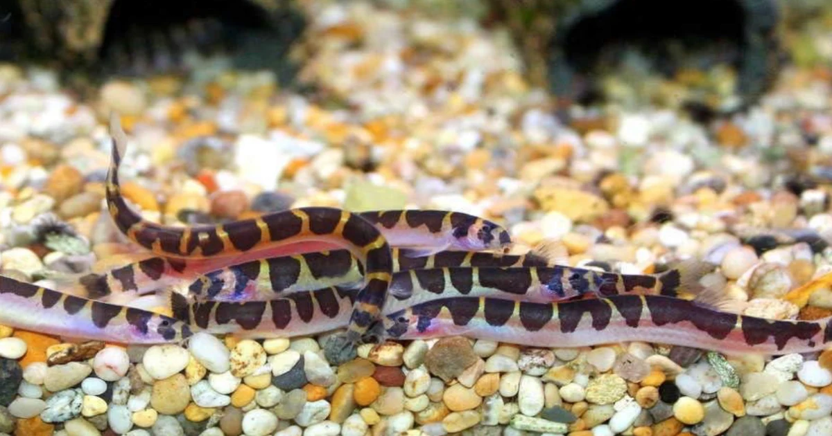Kuhli Loaches: A Complete Guide to Care and Tank Setup