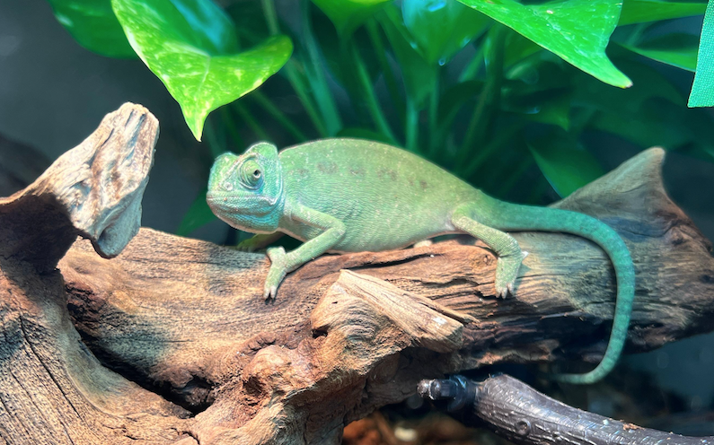 دليل تربية الحرباء الأفريقية: كيفية العناية، تجهيز القفص، والنظام الغذائي