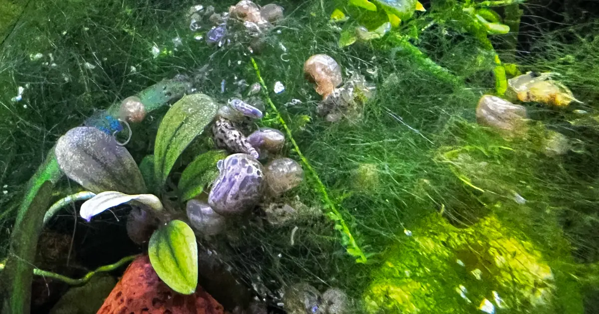 Algae Outbreaks: Causes and How to Stop Them