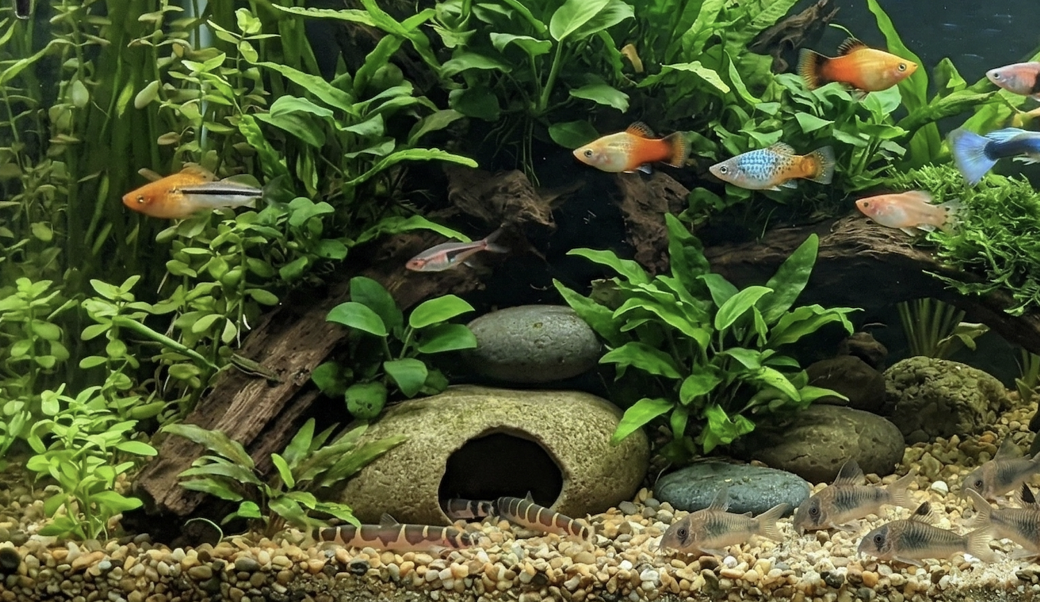 Community Fish Aquarium: Ensuring Compatibility in Tanks