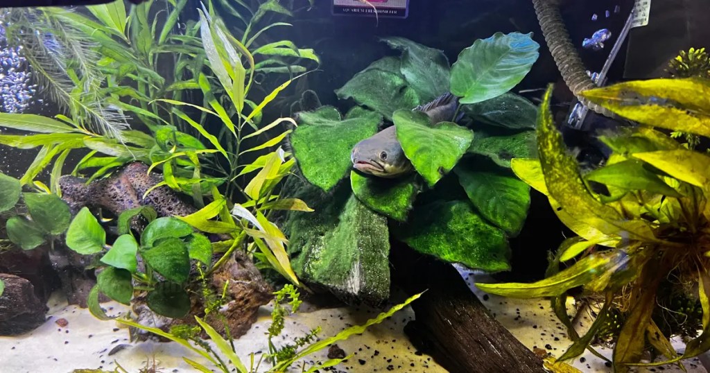 Aquarium Water Parameters. A photograph of a freshwater aquarium with lush green plants, including large-leafed Anubias. A female Channa pulchra fish named Tank is visible with her head peeking out from behind the broad leaves of an Anubias plant, looking towards the right. Driftwood and a light-colored sandy substrate are also visible.