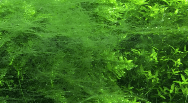 algae