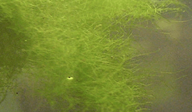 algae