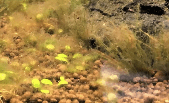 algae