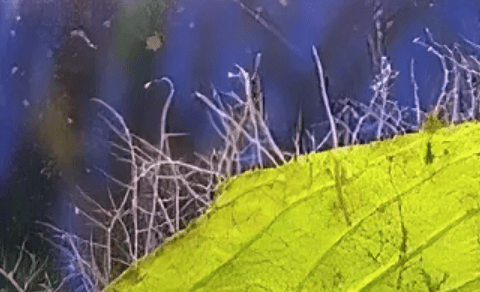 algae