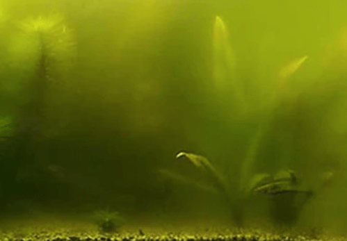 algae and biofilm