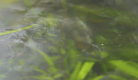 algae and biofilm