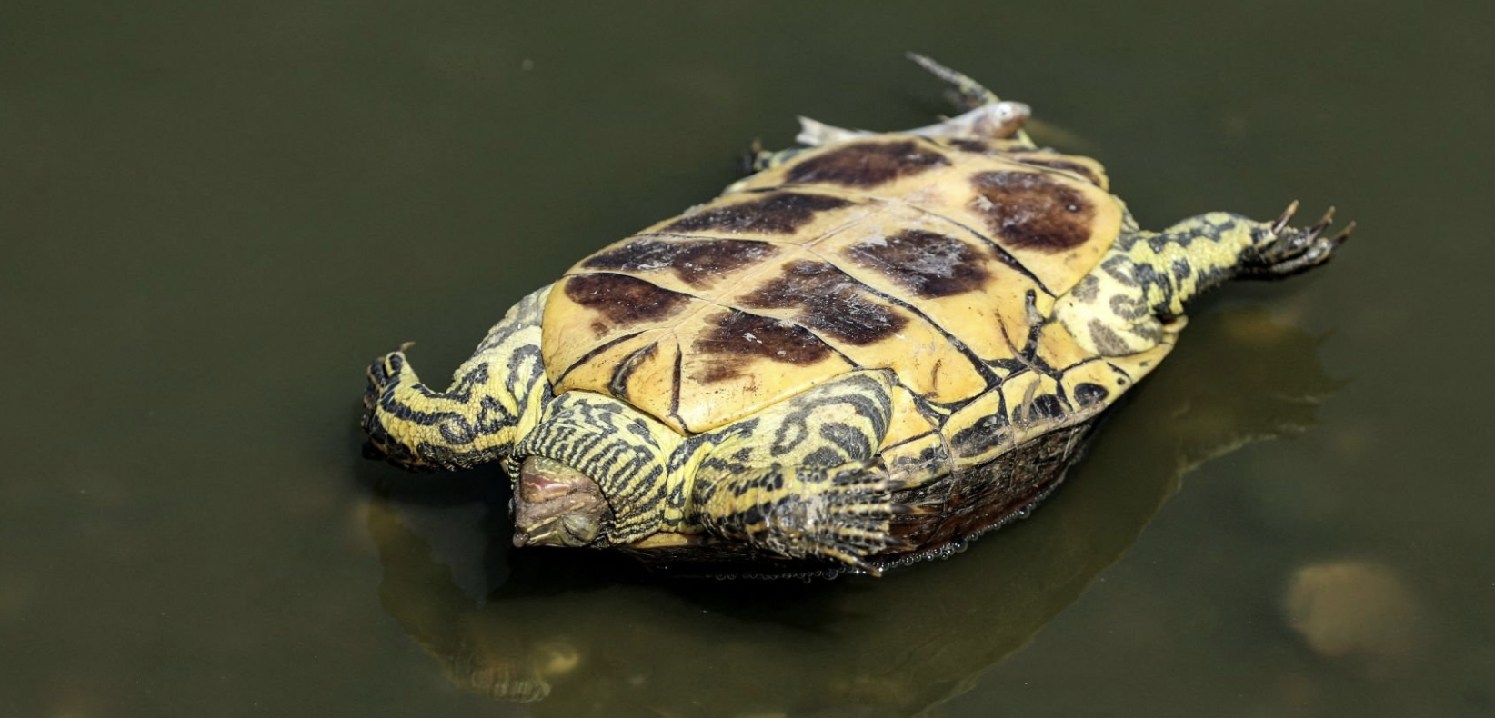 لماذا تطفو السلحفاة الأذن الحمراء مقلوبة؟