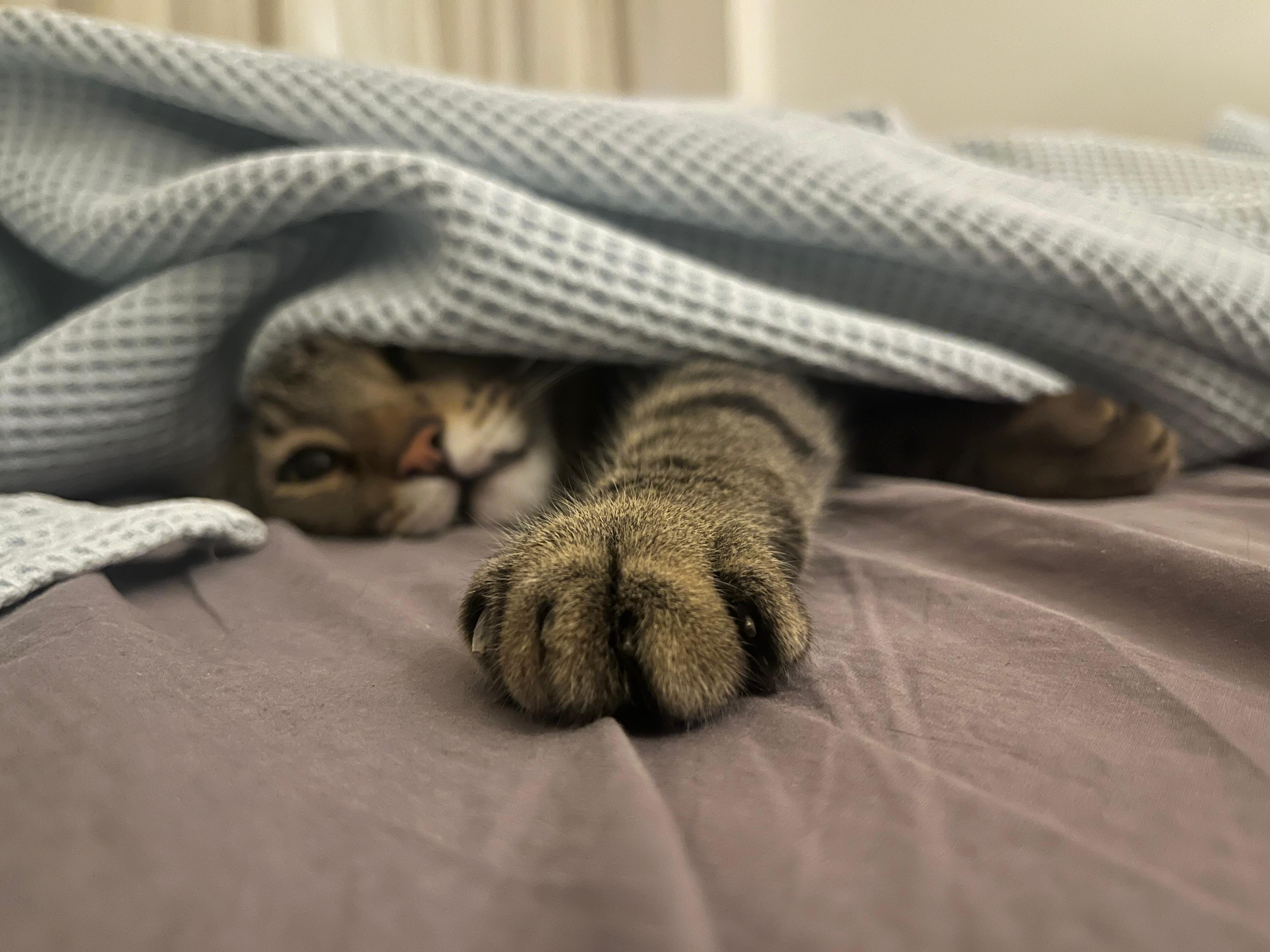 Domestic Cat Guide: Popular Breeds, Health & Care Tips