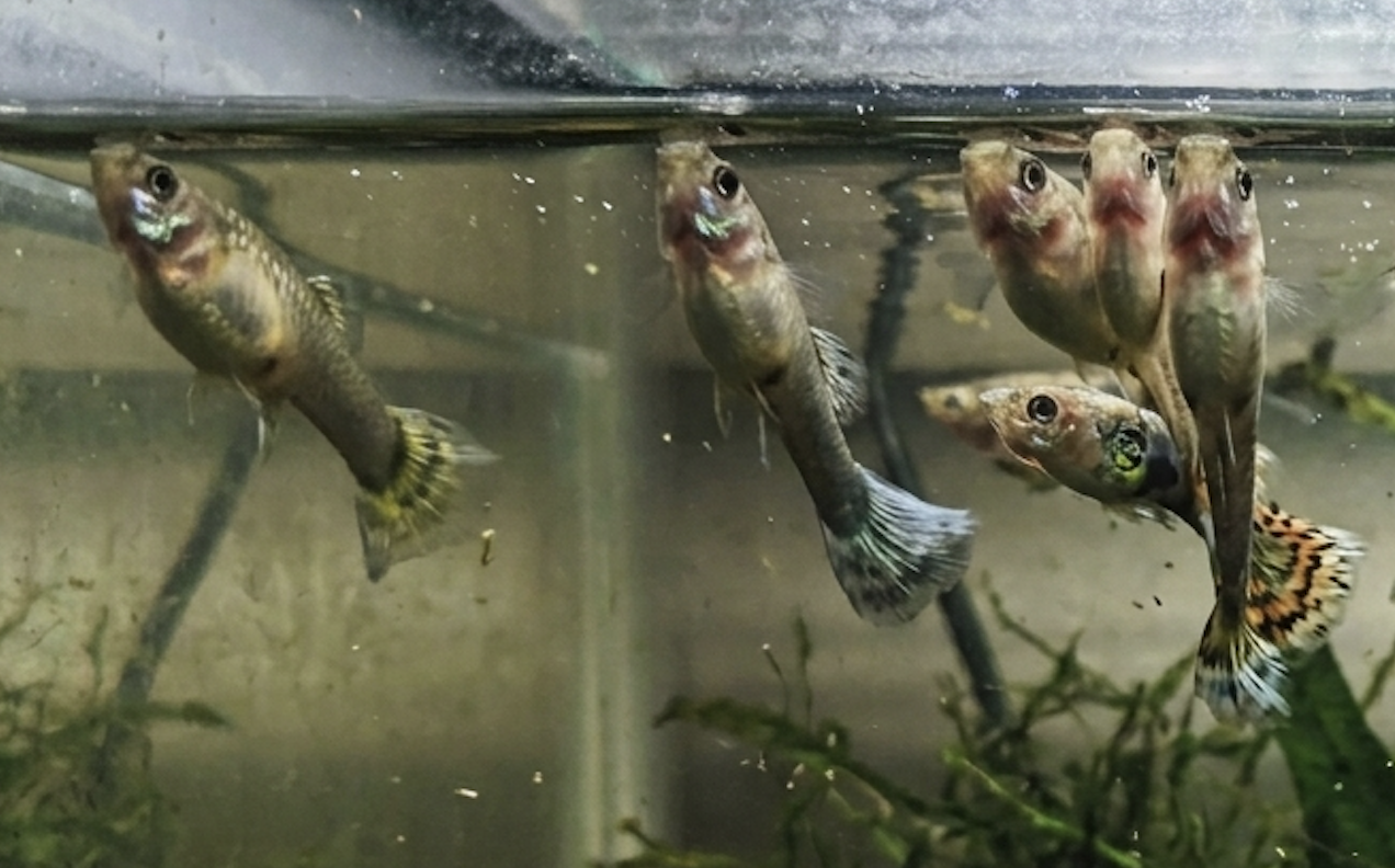 Fish at the Top of the Tank: A Complete Diagnostic Guide