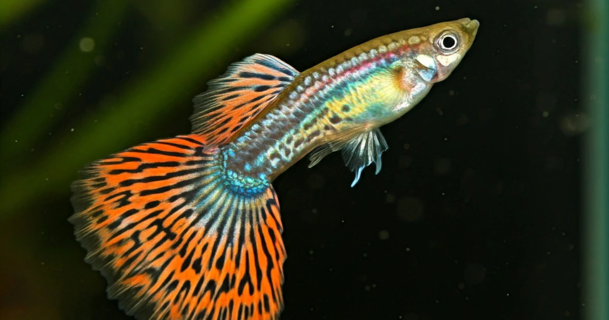 Guppy Fish Care 101: Tank Setup, Diet, and Breeding