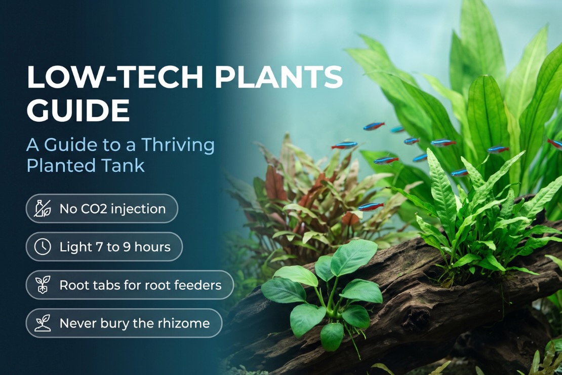 Low-Tech Plants: A Guide to a Thriving Planted Tank