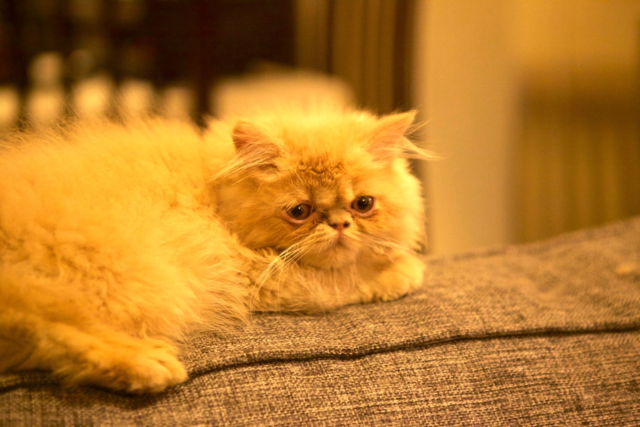 لماذا تقوم قطتي بحركات عجن الخبز؟ حقائق مدهشة عن لغة الكفوف عند القطط