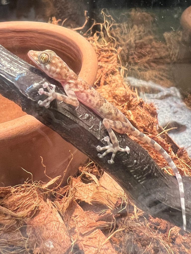 A small, pale pinkish-brown Mediterranean House Gecko with dark spots is perched on a dark, textured branch in a glass terrarium. Its tail has distinct white bands. Behind it, an orange terracotta bowl, coconut fiber substrate, and blurred reflections are visible.