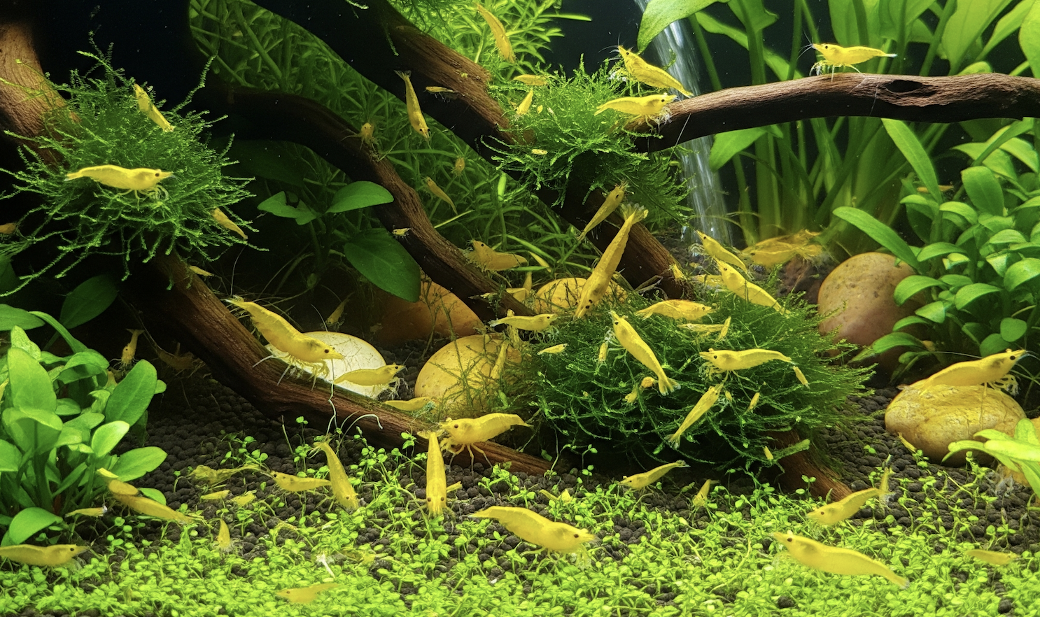 Algae vs. Biofilm in Aquariums: How to Tell the Difference