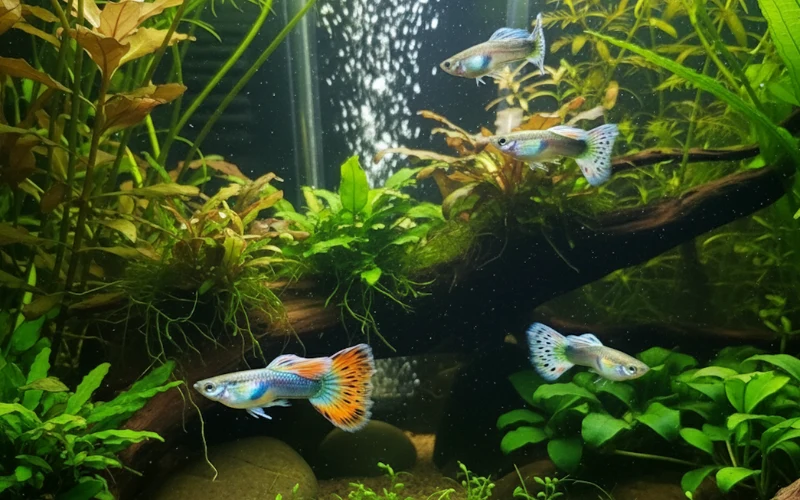 A close-up photograph of a vibrant male guppy fish with a multicolored body of orange, blue, and black. Its large, fan-shaped tail is a striking orange with a black lace pattern. The fish is swimming against a dark background with blurred green plants.