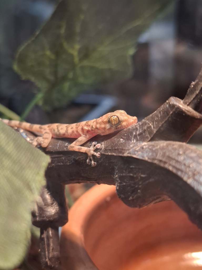 A small, pale pinkish-brown Mediterranean House Gecko with dark spots lies on a dark, textured branch or piece of decor, with its head slightly raised. Its large, gold-patterned eye is prominent. Blurred green leaves and an orange terracotta pot are visible in the background, suggesting an enclosure under heating/UVB lamps.