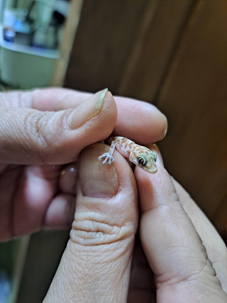 A tiny, pale pinkish-brown Mediterranean House Gecko with dark spots is gently held between two human fingers. Its small head and large eye are clearly visible, and its delicate feet cling slightly to the skin. The focus is on the gecko and the hands, with a blurred background.